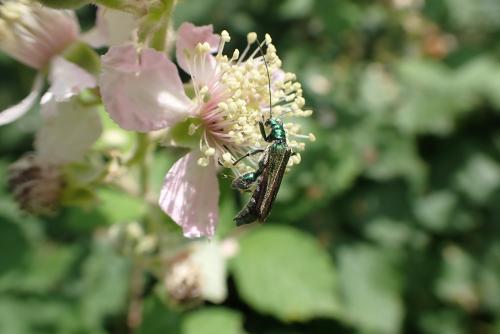 Oedemera nobilis